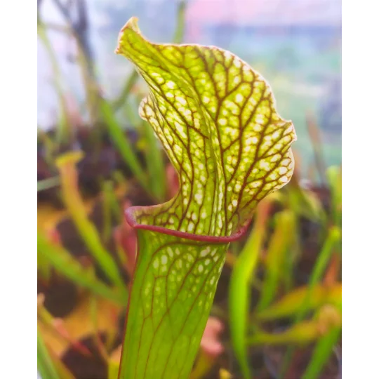 Sarracenia x areolata 'DIVERSIFLORA PEARL', Alabama/Mississippi border