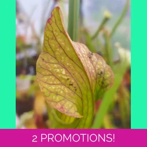 Sarracenia x areolata '..