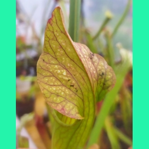 Sarracenia x areolata 'DIVERSIFLORA MESH', Alabama/ Mississippi border