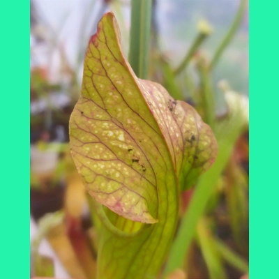 Sarracenia x areolata 'DIVERSIFLORA MESH', Alabama/ Mississippi border