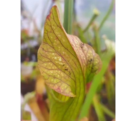 Sarracenia x areolata 'DIVERSIFLORA MESH', Alabama/ Mississippi border