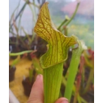 Sarracenia x areolata 'DIVERSIFLORA MESH', Alabama/ Mississippi border