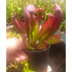 Sarracenia x swaniana 'BARBAPAPA'