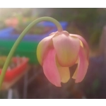 Sarracenia x catesbaei, pink flower, clone 3