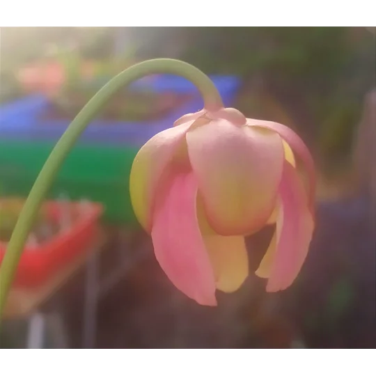 Sarracenia x catesbaei, pink flower, clone 3