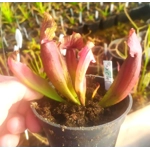 Sarracenia x chelsonii 'MAROON'