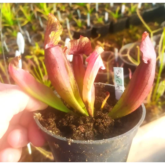 Sarracenia x chelsonii 'MAROON'