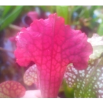 Sarracenia x mitchelliana 'KGB'