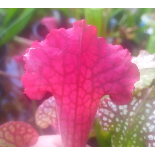 Sarracenia x mitchelliana 'KGB'