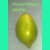 Michel Rolland, salad, 15 seeds Michel Rolland, salad, 15 seeds