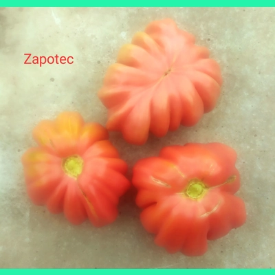 Zapotec, beefstake, 15 seeds