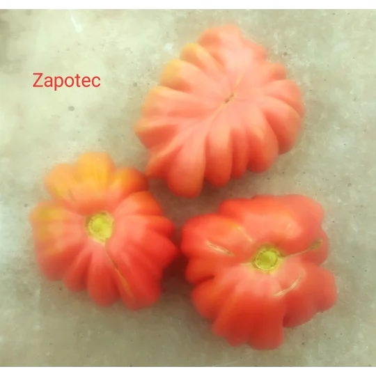Zapotec, beefstake, 15 seeds