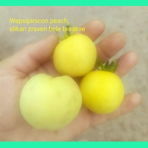 Wapsipinicon peach, soft paste, 15 seeds