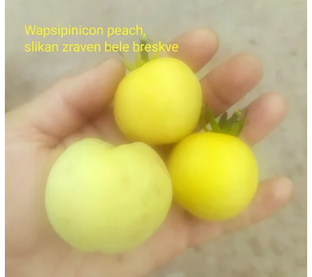 Wapsipinicon peach, soft paste, 15 seeds
