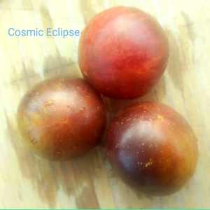 Cosmic Eclipse, cherry, 15 seeds