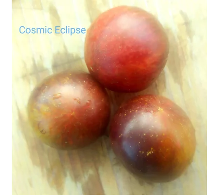 Cosmic Eclipse, cherry, 15 seeds