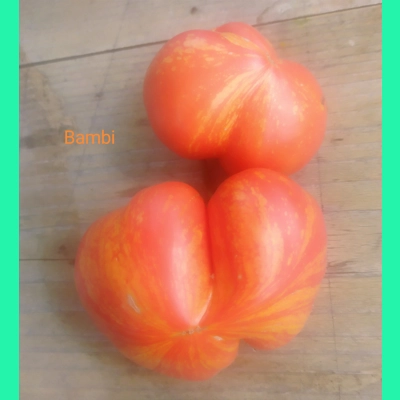 Bambi, salad, Diversiflora's variety, 15 seeds