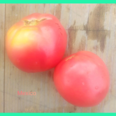 Mexico, salad/beefstake, 15 seeds