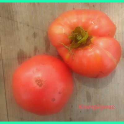 Krompirjevec (Potato Leaf), salad, 15 seeds