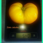 Zlato jabolko (Golden apple), beefstake, Diversiflora's variety, 15 seeds