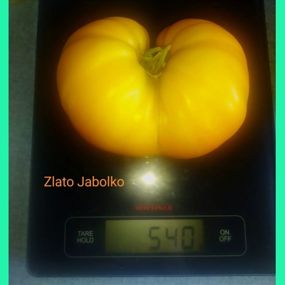 Zlato jabolko (Golden apple), beefstake, Diversiflora's variety, 15 seeds