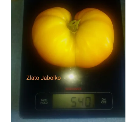Zlato jabolko (Golden apple), beefstake, Diversiflora's variety, 15 seeds