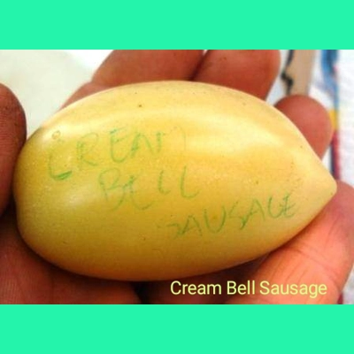 Cream Sausage, salad, 15 seeds
