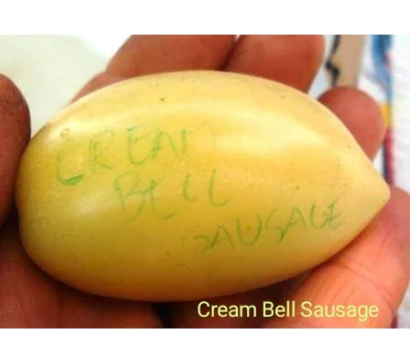 Cream Sausage, salad, 15 seeds