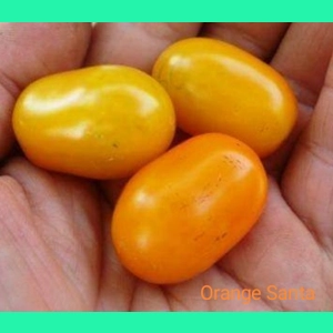 Orange Santa, cherry, 15 seeds