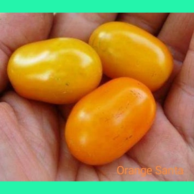 Orange Santa, cherry, 15 seeds