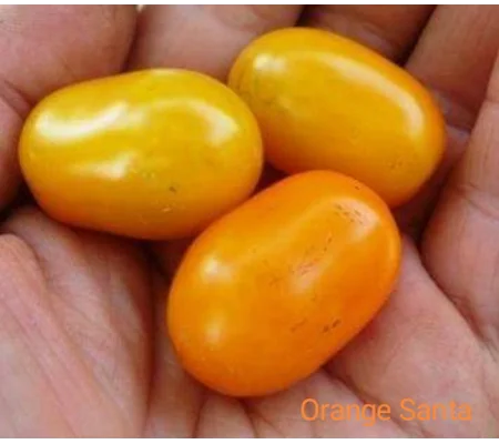 Orange Santa, cherry, 15 seeds