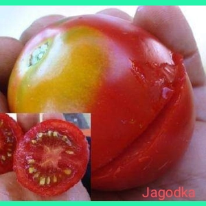 Jagodka (Little Strawberry), cherry/salad, 15 seeds