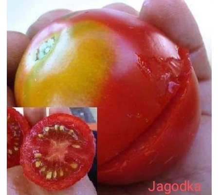 Jagodka (Little Strawberry), cherry/salad, 15 seeds