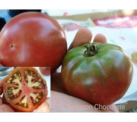 Amazon Chocolate, salad, 15 seeds