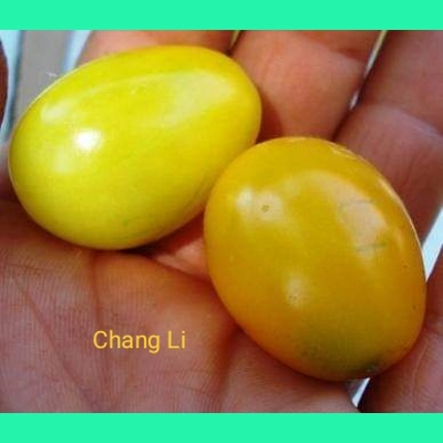 Chang Li, cherry, 15 seeds