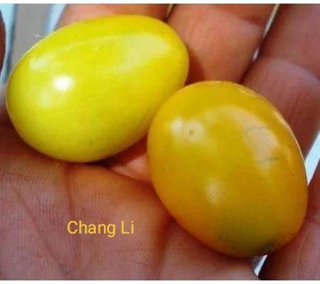 Chang Li, cherry, 15 seeds