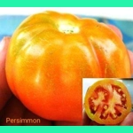 Persimmon, beefstake, 15 seeds