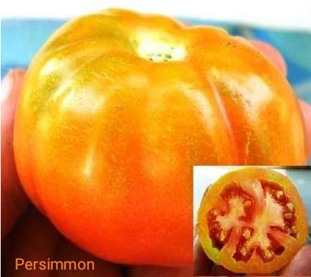 Persimmon, beefstake, 15 seeds