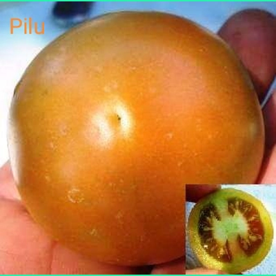 Pilu, salad, 15 seeds