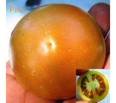 Pilu, salad, 15 seeds