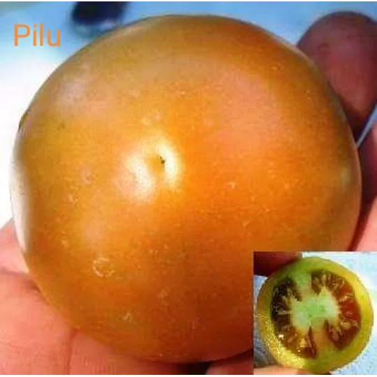 Pilu, salad, 15 seeds