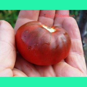 Paul Robeson, salad/beefstake, 15 seeds