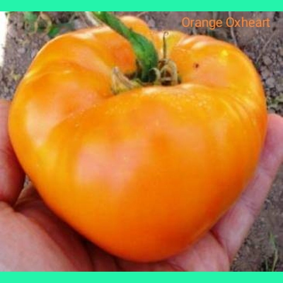 Orange Oxheart, beefstake, 15 seeds