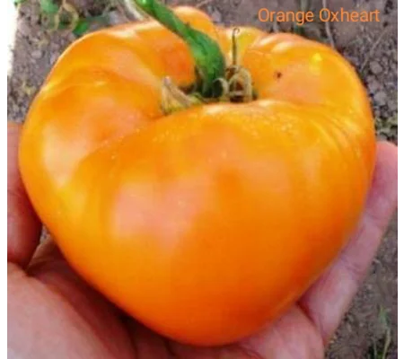 Orange Oxheart, beefstake, 15 seeds