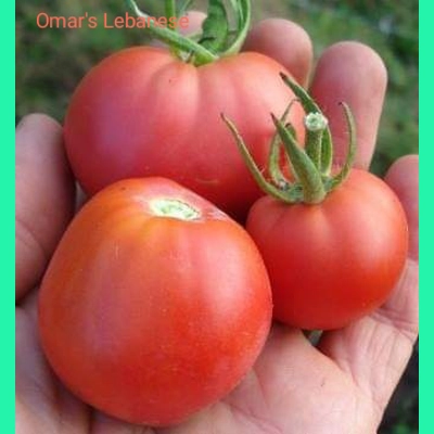 Omar's Lebanese, beefstake, 15 cherry