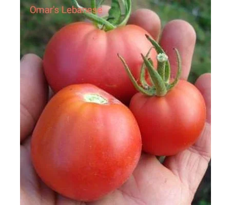 Omar's Lebanese, beefstake, 15 cherry