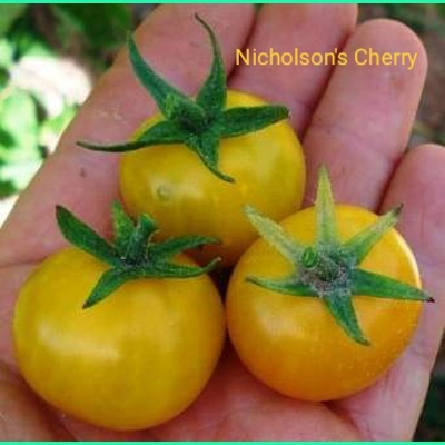 Nicholson's Cherry, cherry, 15 seeds