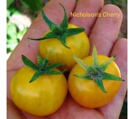 Nicholson's Cherry, cherry, 15 seeds