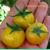 Nicholson's Cherry, cherry, 15 seeds Nicholson's Cherry, cherry, 15 seeds