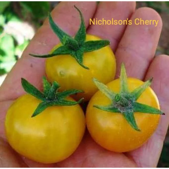 Nicholson's Cherry, cherry, 15 seeds